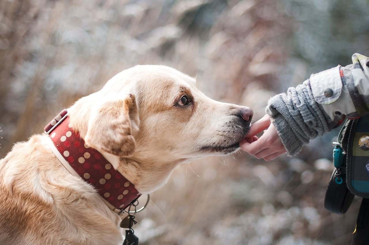 Adoptar una mascota